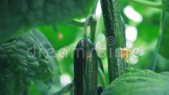成熟的绿色黄瓜在近处视频的预览图