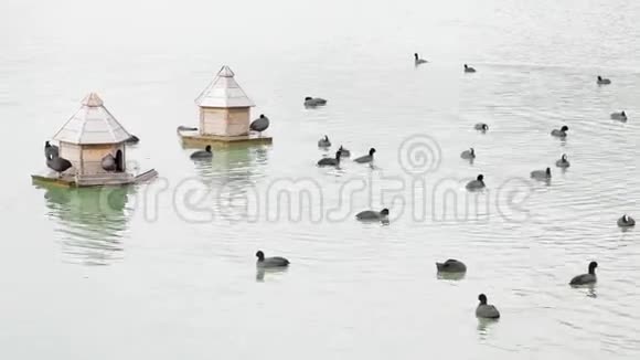 俄罗斯莱茵河的鸭子视频的预览图