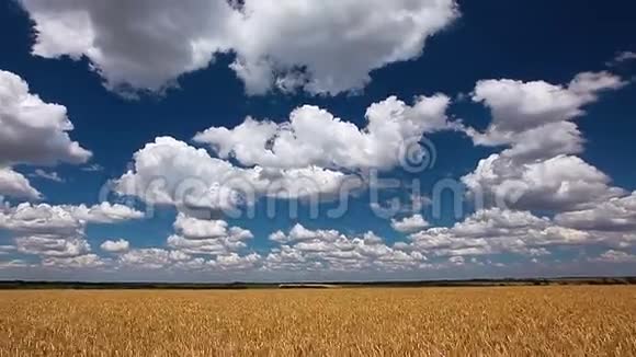 田野麦穗和多云的天空视频的预览图
