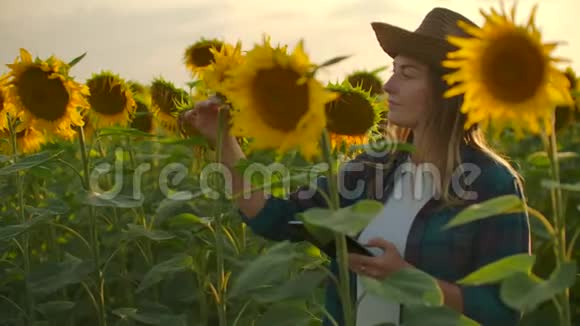 农民妇女在田间使用现代技术一个戴着帽子的人在日落时分抱着一个视频的预览图