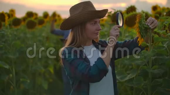 两个农民在一个田野里用向日葵一起用放大镜研究植物病害的原因研究视频的预览图