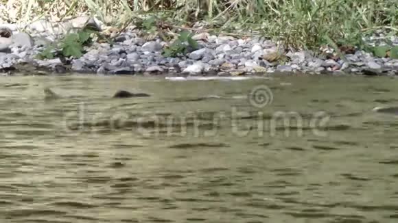 鲑鱼在浅水河里游泳视频的预览图