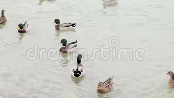 俄罗斯莱茵河的鸭子视频的预览图