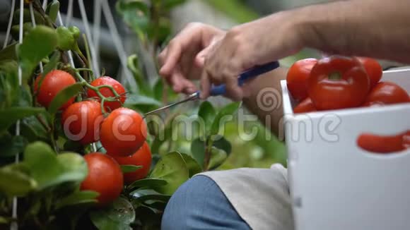 工人收获新鲜西红柿生物农业技术农业企业视频的预览图