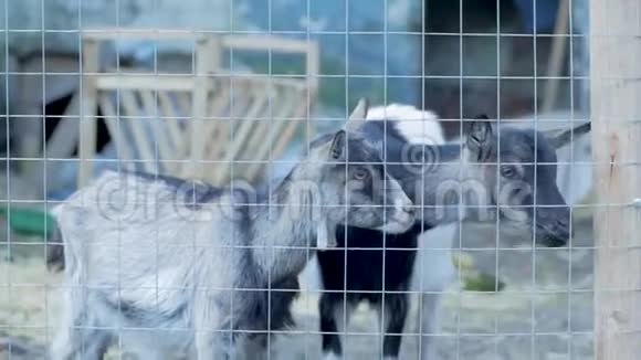 山羊在户外农场视频的预览图