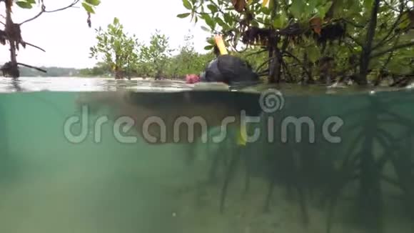 一个性感的年轻女人在红树林附近的海里浮潜视频的预览图