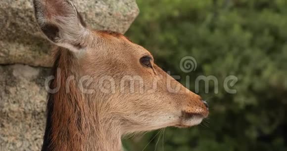 日本公园里的鹿视频的预览图