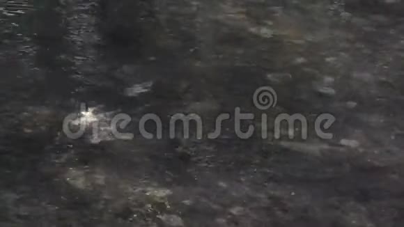 鲑鱼在浅水河里游泳视频的预览图