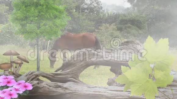 马在强烈的阴霾中放牧视频的预览图