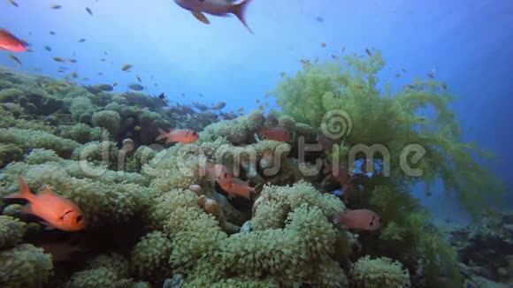 水下海洋世界生活视频的预览图