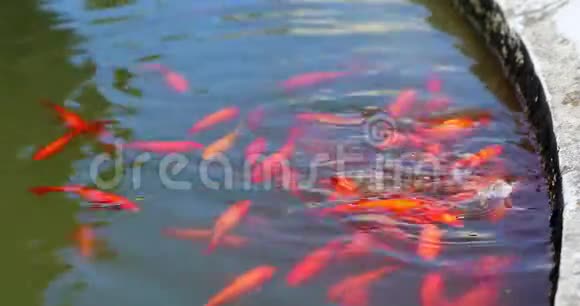 池塘中的金鱼和锦鲤视频的预览图