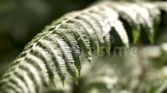 森林里的蕨叶视频的预览图