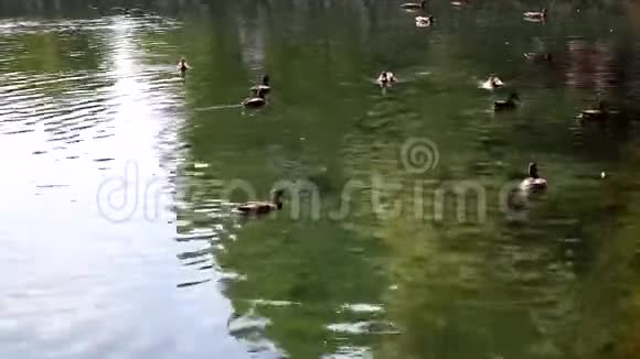 湖里的鸭子视频的预览图