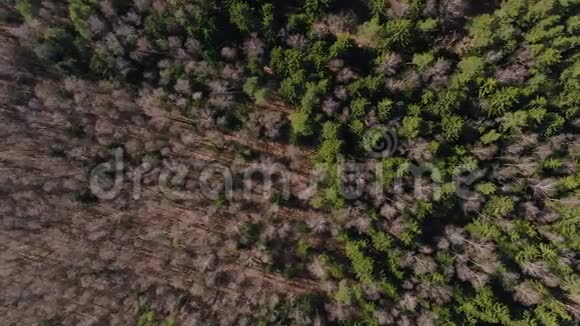 无人机飞过秋天的森林春天的树叶和树视频的预览图