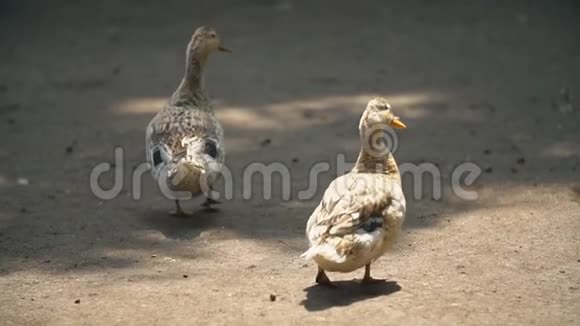 两只鸭子在地上走视频的预览图