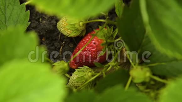 草莓植物与浆果视频的预览图