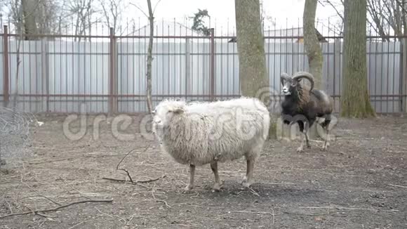 公园笼子里的绵羊和山羊视频的预览图