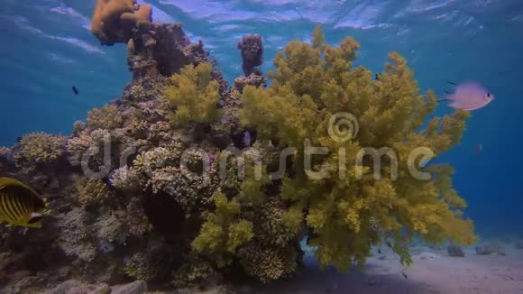 柔软的珊瑚黄色西兰花视频的预览图