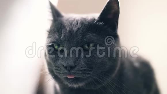 好奇的灰色俄罗斯蓝猫视频的预览图