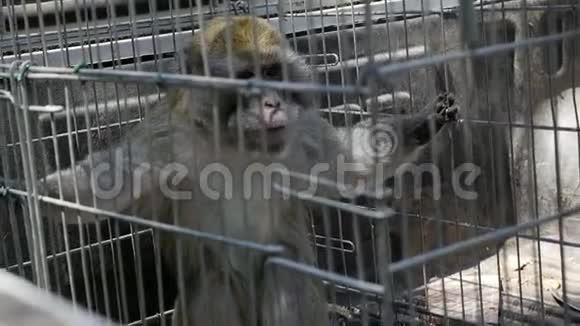 笼子里的猕猴视频的预览图