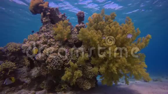 黄色软珊瑚西兰花视频的预览图