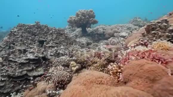 雷港岛珊瑚露头视频的预览图