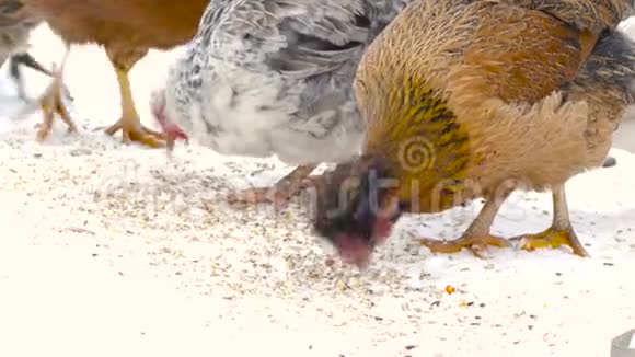 小鸡从雪中摘粮食视频的预览图