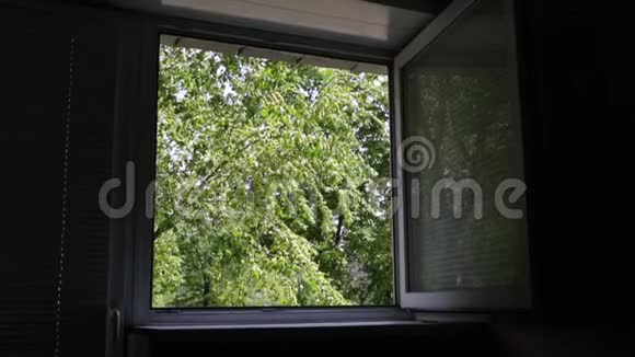 从绿树窗口看风景视频的预览图