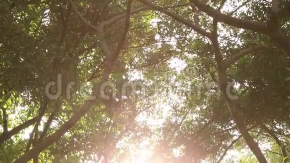 阳光透过大树照耀视频的预览图