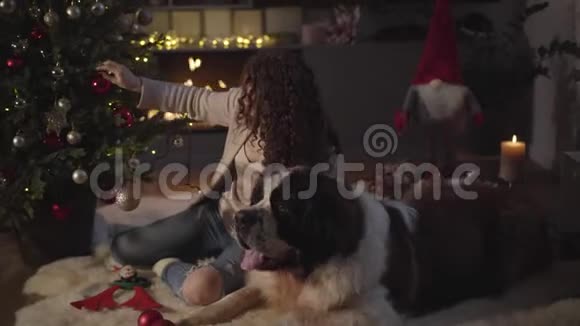 在新年树上挂红色玩具的白人妇女的特写镜头莫斯科大看门狗躺在他朋友旁边视频的预览图