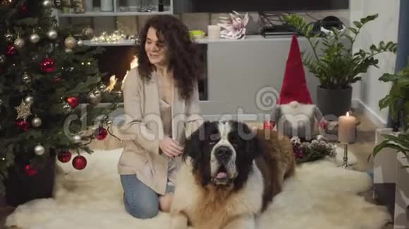 快乐的女人卷发抚摸着莫斯科的大看门狗从杉树上摘下装饰送给她的宠物视频的预览图