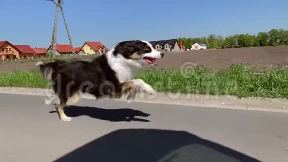 狗在路上跑得很快视频的预览图