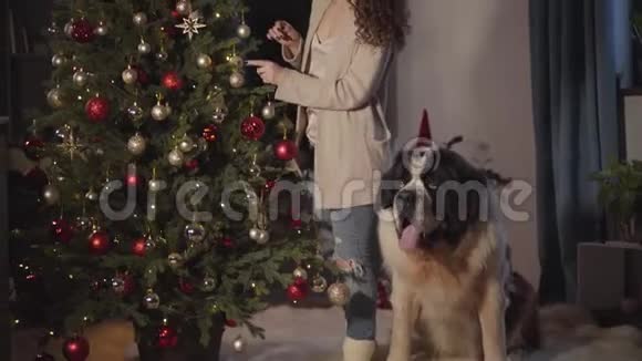 有魅力的白人女人在家里的圣诞树上挂玩具她的大圣伯纳德站在主人旁边视频的预览图