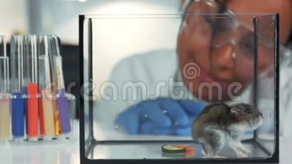在现代实验室戴着安全眼镜的黑化学医生看着仓鼠身体状况后视频的预览图