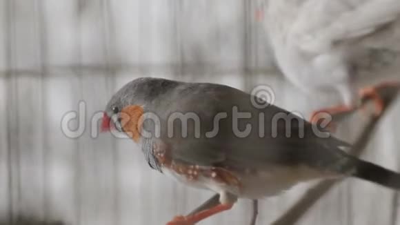笼中一只灰色雀鸟的特写镜头视频的预览图