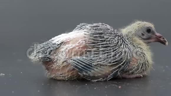 新出生的信鸽鸟视频的预览图