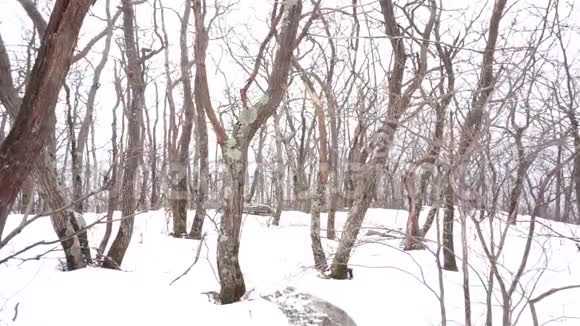 在卡茨基尔斯休眠的树木上下雪视频的预览图