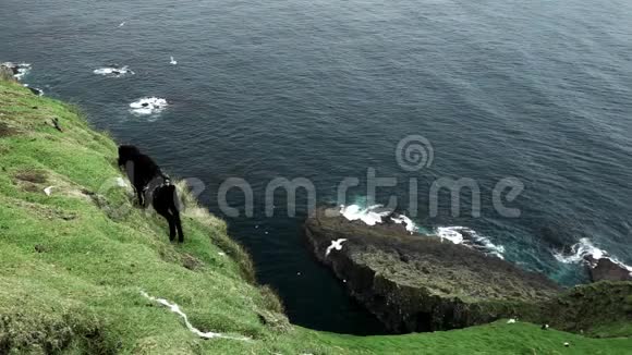 羊在悬崖上觅食视频的预览图