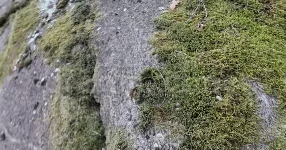 有苔藓和地衣的森林岩石视频的预览图