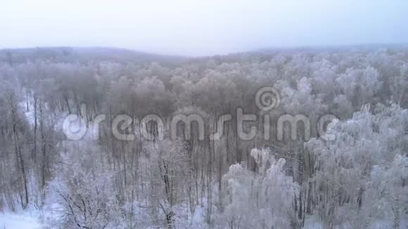 大雪下的森林视频的预览图