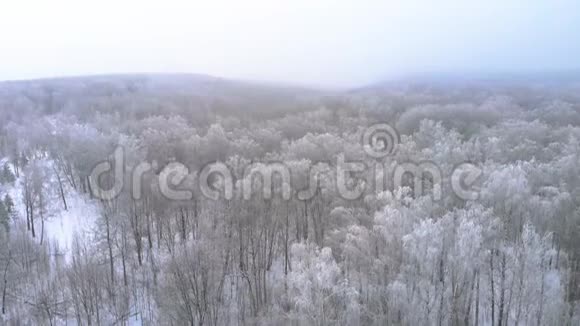 大雪下的森林视频的预览图