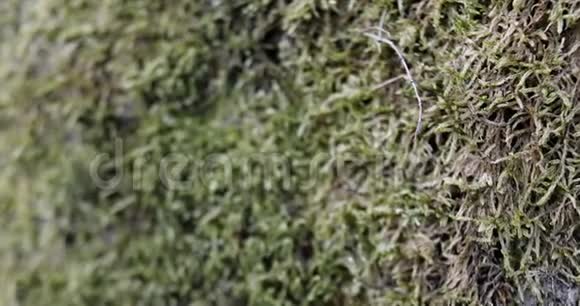 森林岩石上的苔藓和苔藓视频的预览图