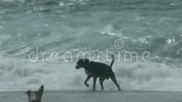 两只狗在海滩上玩耍视频的预览图