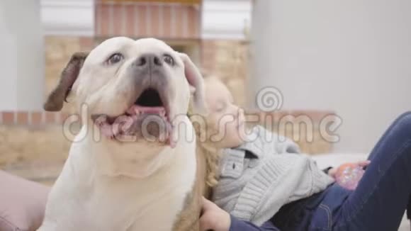 白色和棕色牛头犬的特写脸可爱的金发白种人女孩卷发躺在她的动物朋友身上视频的预览图