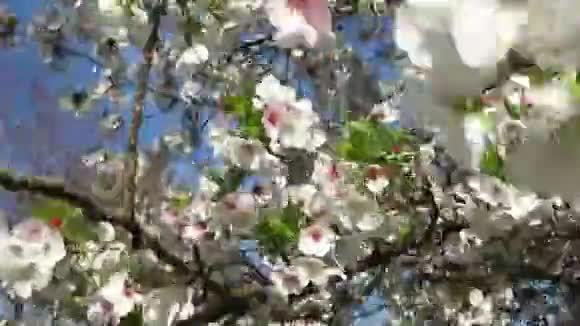 风和日丽的樱花视频的预览图