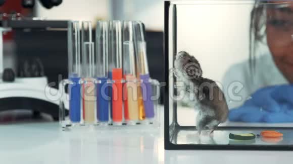 现代实验室实验中观察仓鼠行为女科学家的特写视频的预览图