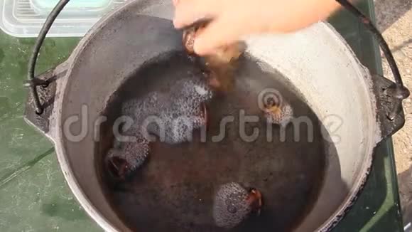 热水中的蜗牛视频的预览图