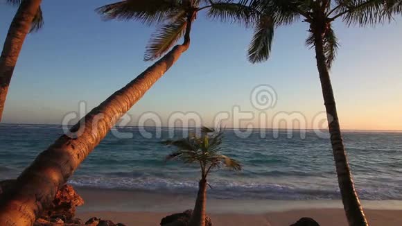 日出时棕榈树视频的预览图