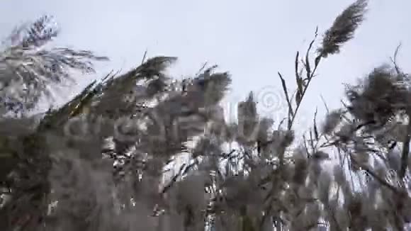 风中的芦苇视频的预览图