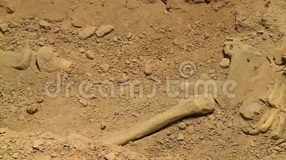 骨骼残留在泥土里视频的预览图